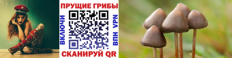 Купить где Кологрив Псилоцибиновые грибы MAGIC MUSHROOMS